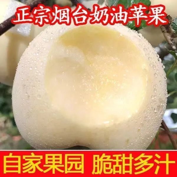 山东烟台25年当季奶油苹果 脆粉两吃 新鲜采摘 应季水果早熟富士