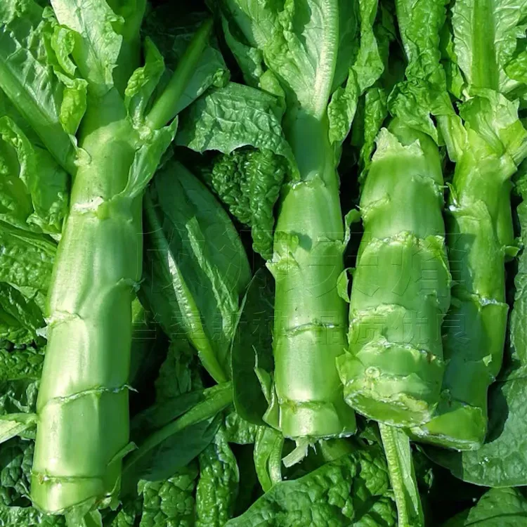 香叶莴笋种子青皮青肉莴笋籽孑耐寒秋冬季蔬菜种孑莴苣莴笋种籽孑