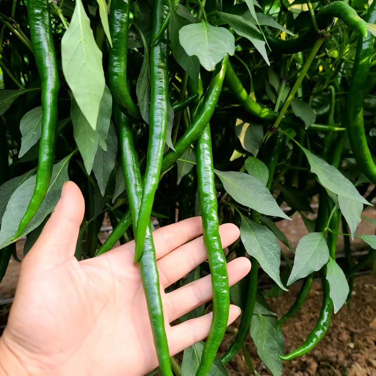 河南农家种植新鲜二荆条黑线椒现摘现发2-5斤泡沫箱包邮