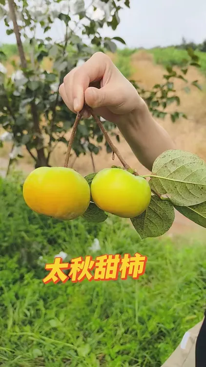 太秋甜柿脆甜爽口
