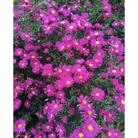 [荷兰菊/1加仑大盆] 多年生庭院花园室外地栽菊花盆栽易爆盆好养