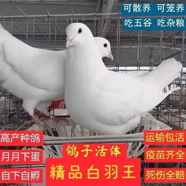 散养鸽子青年4只包活到家（只包路损）