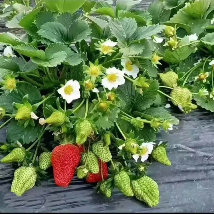 【草莓苗现挖现发】四季草莓苗带土球发货易成活室内室外盆栽绿植