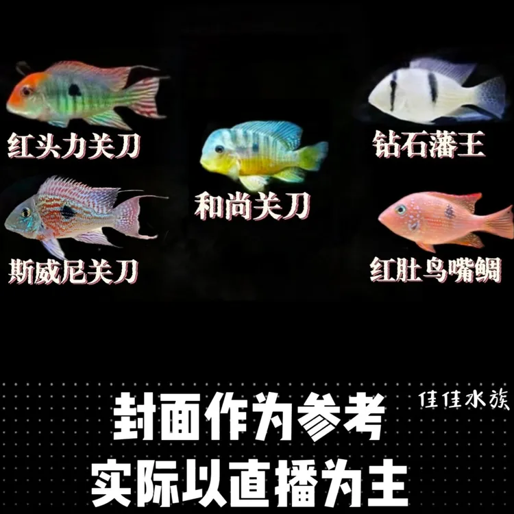 【入门食土】红头力斯威尼七彩和尚钻石藩王红肚鸟嘴伊波拉关刀