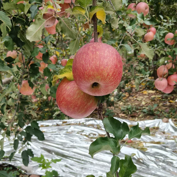 【511301-03】四川汉源冰糖心丑苹果新鲜脆甜多汁12颗，5.5斤