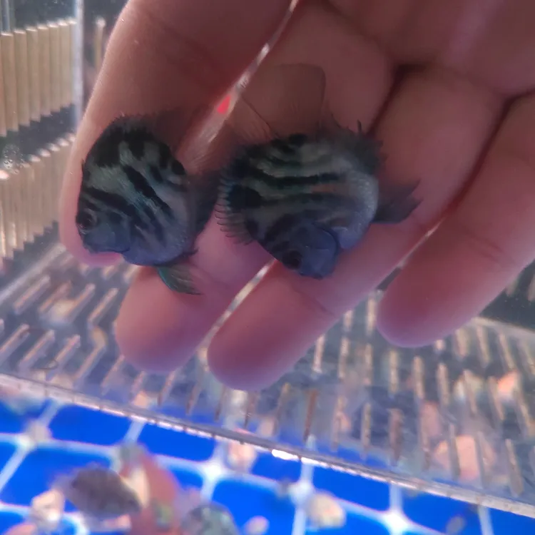 特价一对 母鱼微瑕公鱼完整 先到先得