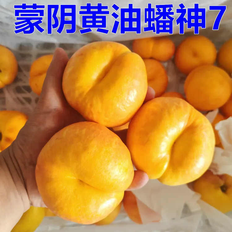 黄金蟠桃蒙阴蜜桃油桃新鲜水果现摘现发应季整箱黄心黄肉脆甜多汁