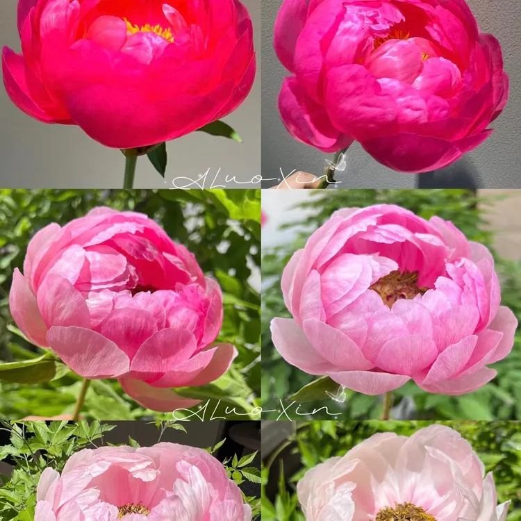 维纳斯女神 进口芍药种苗 2-3芽规格 秋天裸根发苗，