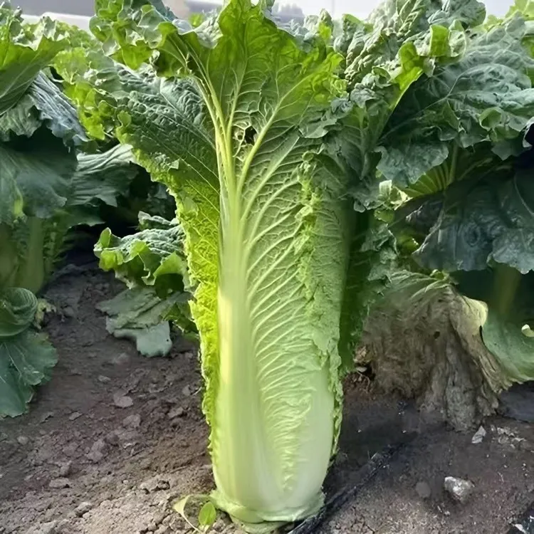 【黄心长白菜】筒子白菜新鲜白菜长白菜