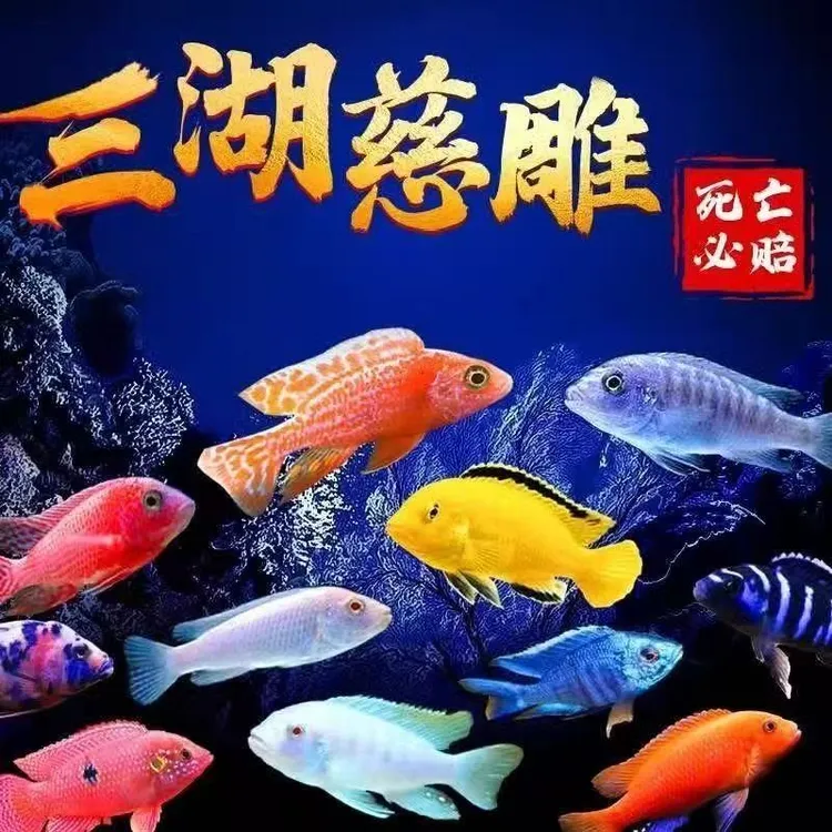 三湖慈鲷马鲷活体热带观赏鱼王子小型淡水鱼苗耐养易活