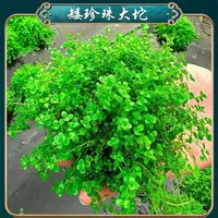 【矮珍珠大坨】新手前景草坪 贴地生长 无需栽种 根系茂盛