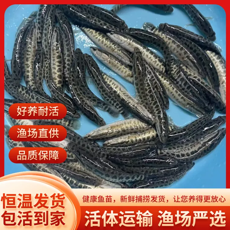 活体黑鱼 生鱼 乌鱼 宠物观赏鱼养殖精选渔场发货饲养