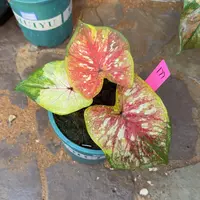 泰国彩叶芋177-0915