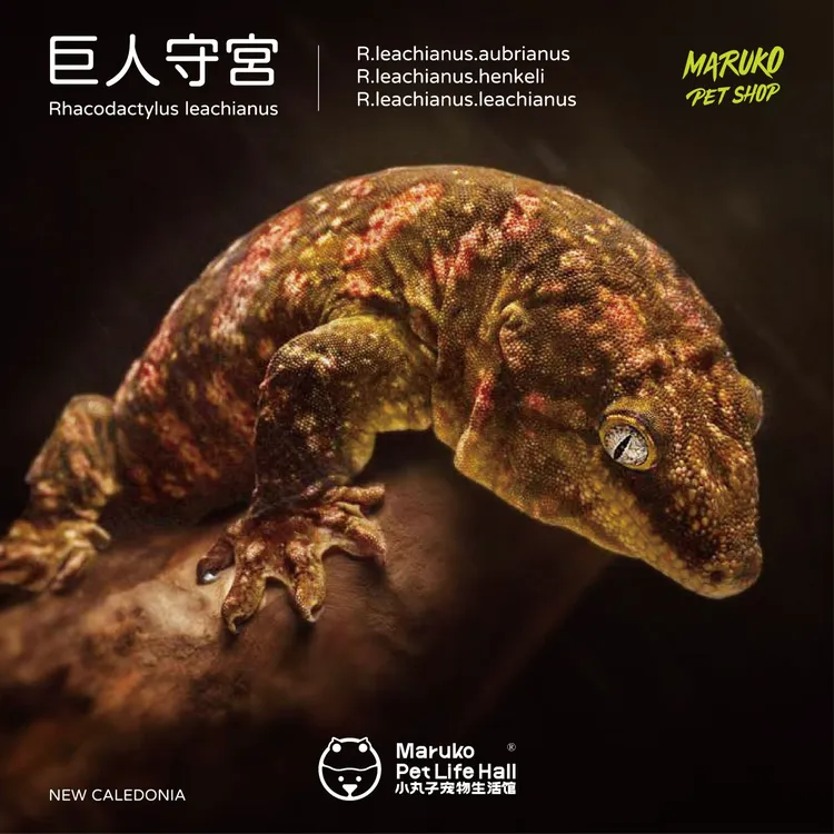 【小丸子爬宠】新奇宠物巨人守宫新手小睫角盖勾亚魔物异宠蜥蜴