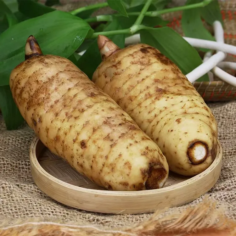 新鲜（杂交）天麻现挖高山种植可煲汤炖肉的秋冬滋补佳品