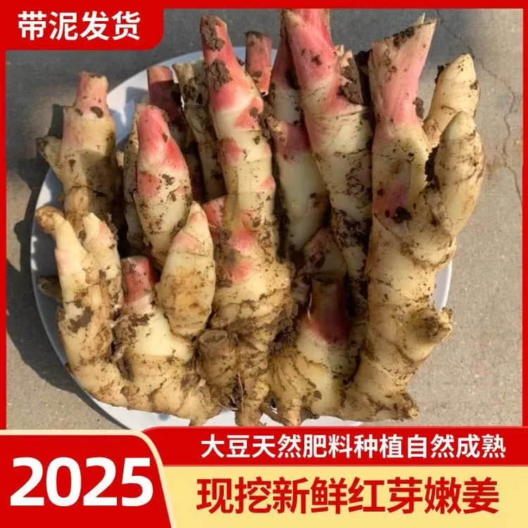 山东红芽嫩仔姜新鲜现挖现发脆嫩爽口可做泡菜