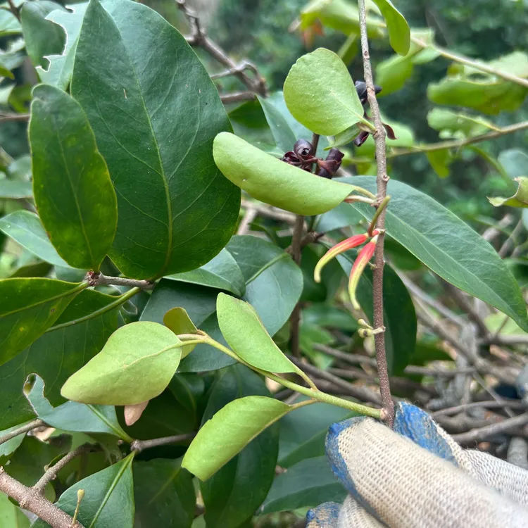 野生桑寄生 广西桑树寄生泡茶煮水煲汤养生中药材广寄生 无硫干货