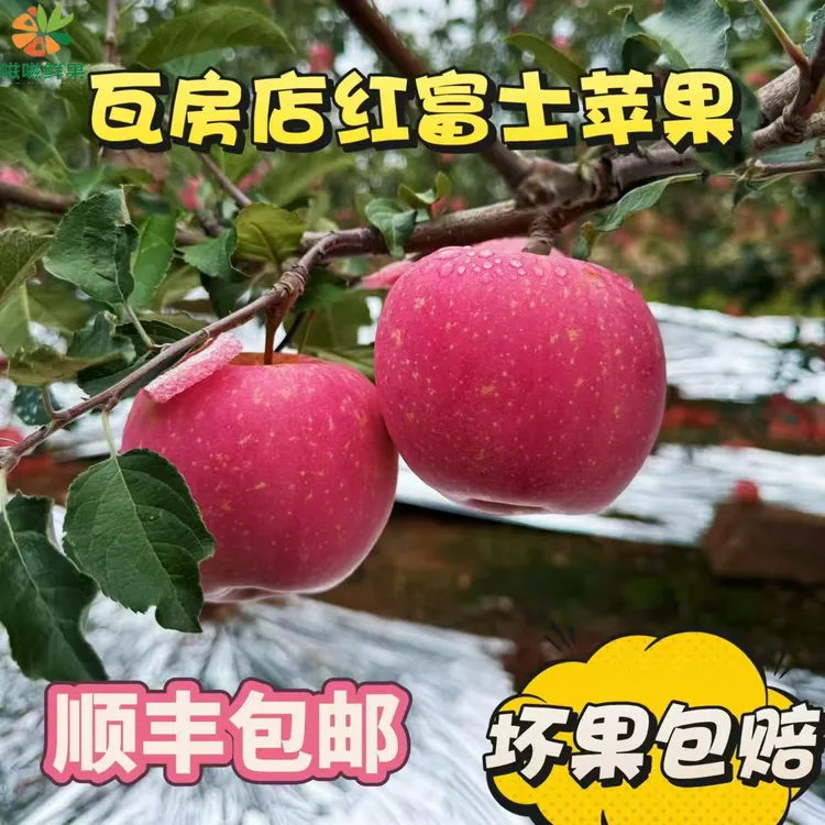【顺丰包邮】正宗大连红富士水果苹果脆甜可口正宗产地直发现摘现发