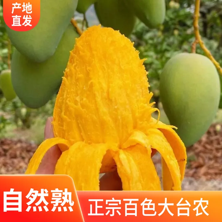 正宗广西百色大台农芒果大台芒应季新鲜水果薄皮肉厚大芒果整箱