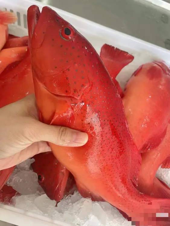 【顺丰冷链】东星斑深海石斑鱼活冻新鲜速冻深海鱼大石斑海鲜红斑鱼
