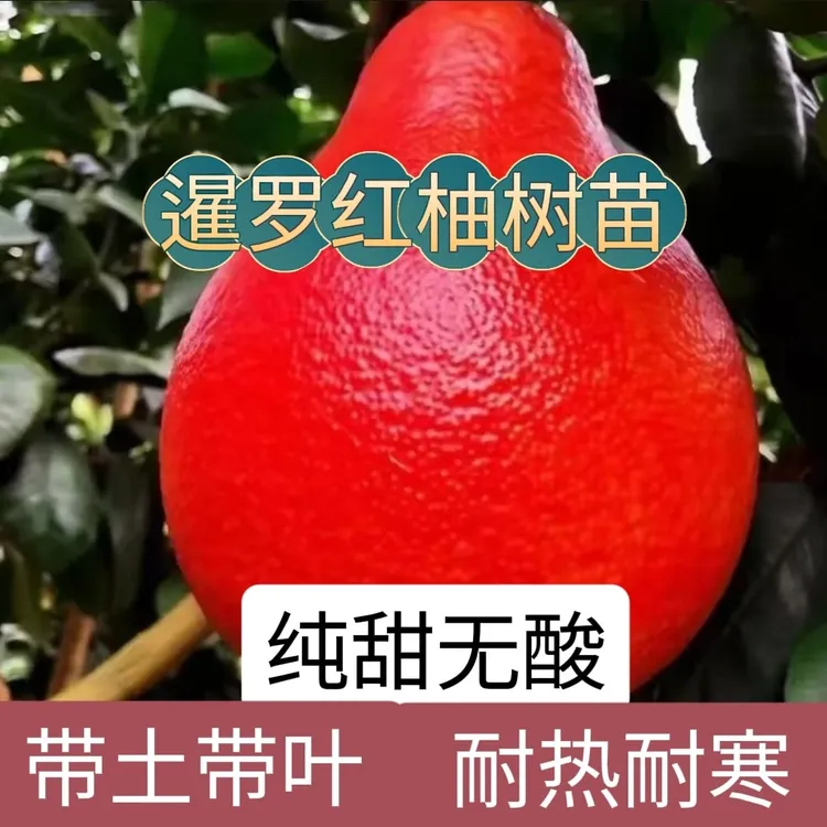 （带土带叶）稀有品种暹罗香水红柚树苗南北方四季种植