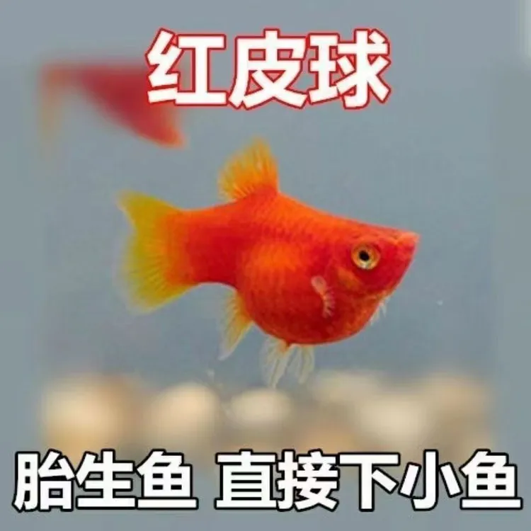 纯种红皮球红太阳球小型观赏鱼玛丽球包邮清仓包邮淡水鱼观赏鱼
