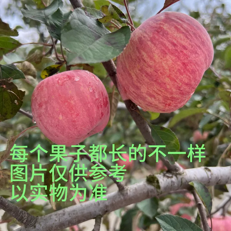 【自食好果，南塂地块】主播创业版，老粉都买过的，莱阳苹果条纹