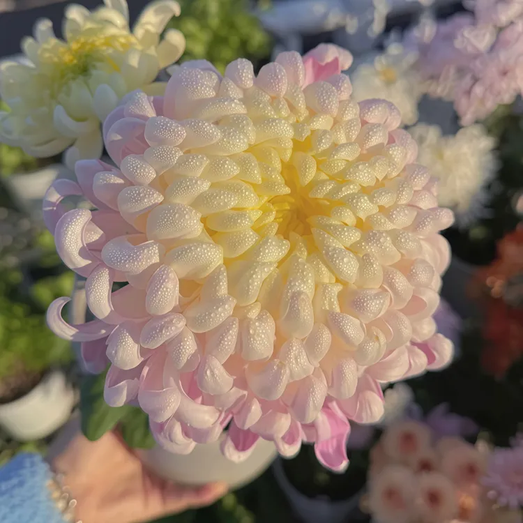 【国华圣者】新鲜菊花苗带原土苗优质扦插苗室内外绿植花卉超大花苗