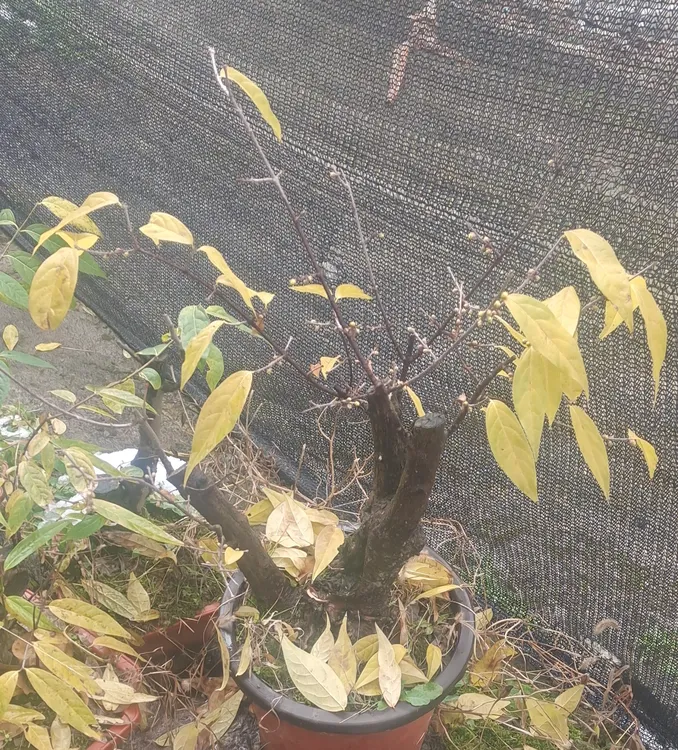 南方腊梅花盆栽盆景绿植盆栽室内花卉盆栽花卉