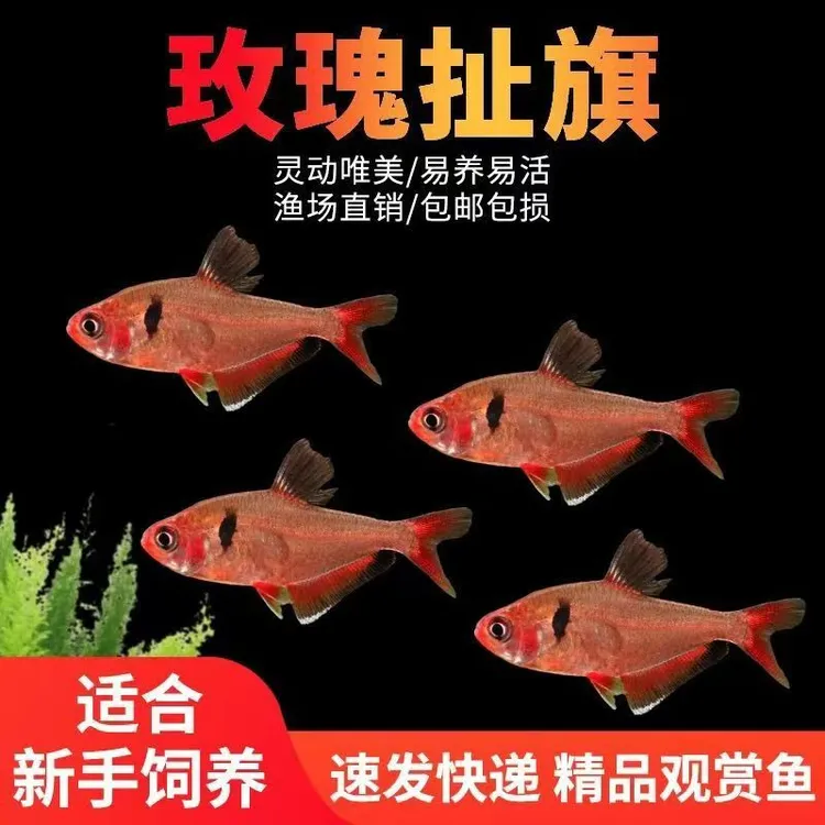 玫瑰扯旗鱼热带观赏鱼草缸红衣梦幻游鱼小型灯鱼热带鱼灯科鱼金钻
