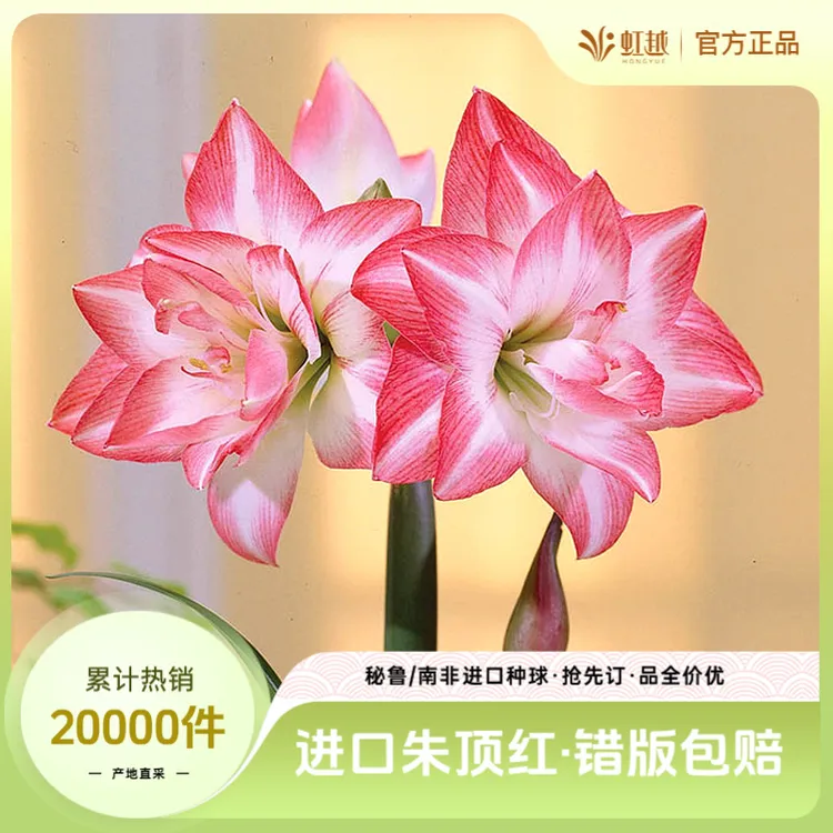 虹越进口 | 多年生朱顶红种球阳台盆栽秘鲁南非进口球根25年新球