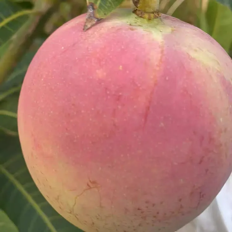 观梧优选丽江精品太阳芒果还原食物本来味道（西果东输消费帮扶）