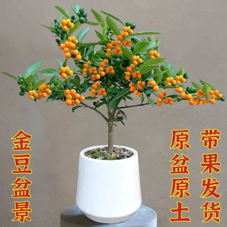 凤巢豆迷你小金桔盆栽观果期长适合书桌办公桌地栽金桔树常绿盆栽