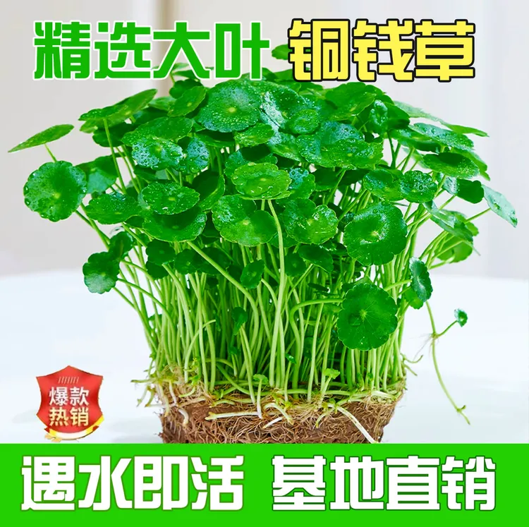 【优选大叶铜钱草】金钱草客厅办公室桌面净化空气好养植物绿植盆栽