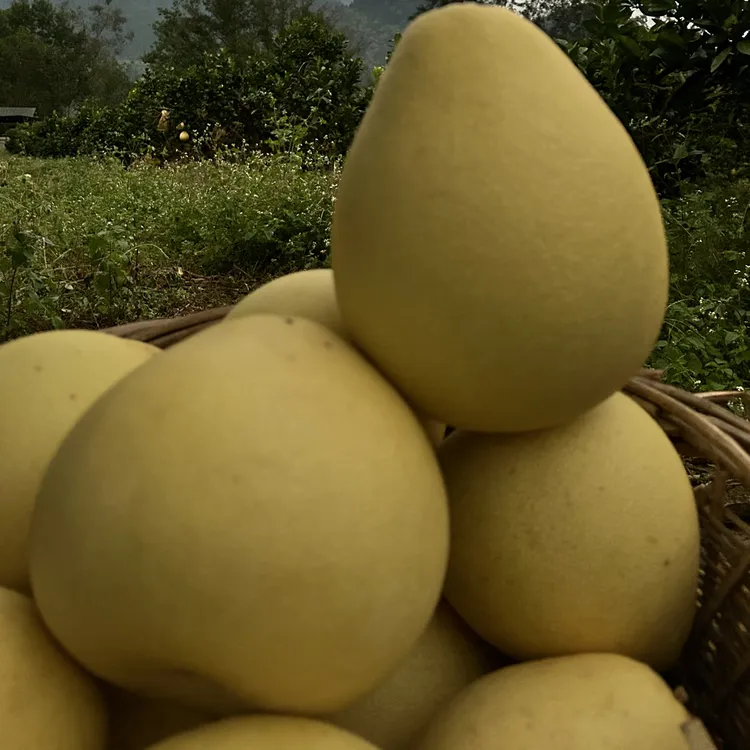 湖北恩施高罗白柚