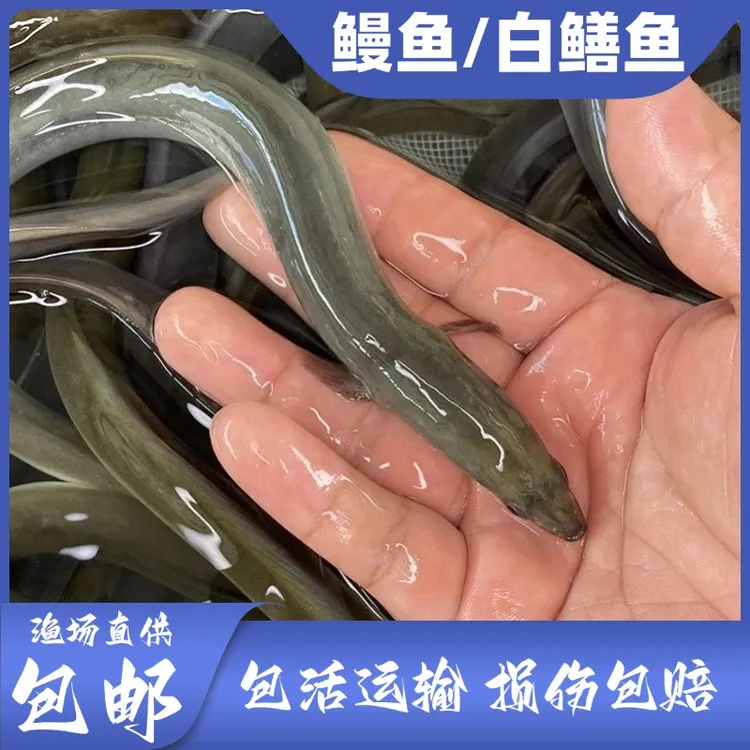 【活体】鳗鱼 白鳝 20-40CM 河鳗 批发水族观赏