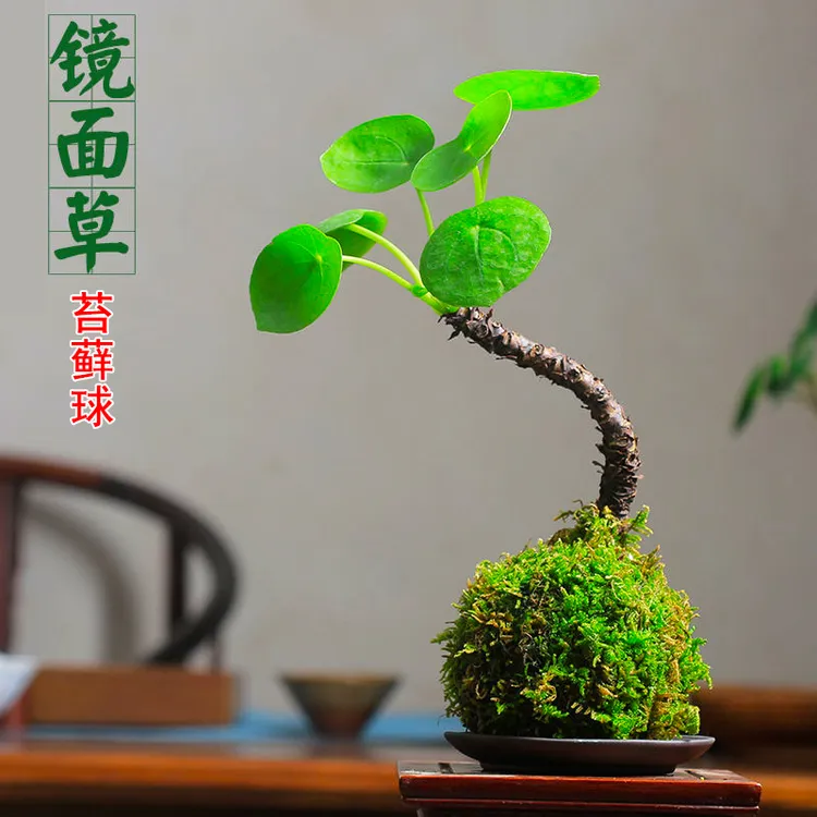 苔玉球苔藓球镜面草清雅书房茶桌办公室观叶禅意室内绿植盆栽摆件