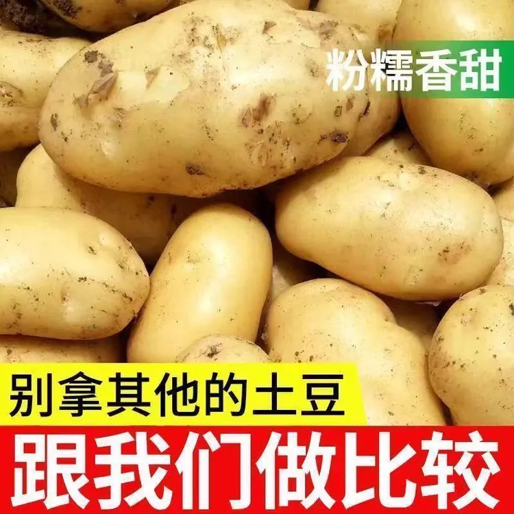 河南黄心大土豆沙地黄皮黄心土豆当季蔬菜马铃薯软糯香甜洋芋