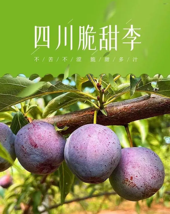 正宗四川高山脆红李产地新鲜脱骨水果特大果园直发四川脱骨脆李子