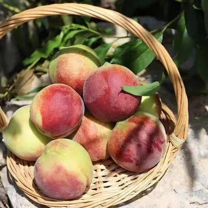 现摘青皮蜜桃脆甜多汁应季新鲜水果孕妇儿童适用