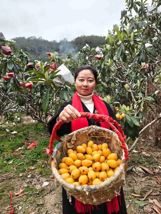 莆田枇杷新鲜采摘不打药不催熟皮薄多汁产地直发包邮