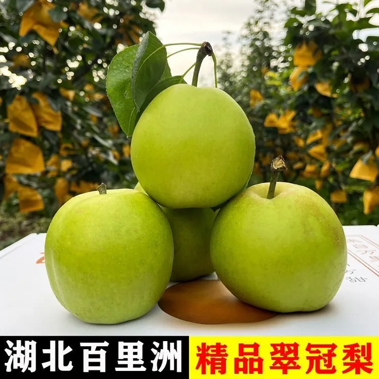 正宗百里洲青皮梨香甜可口汁水多14-16个，9.5斤装包邮