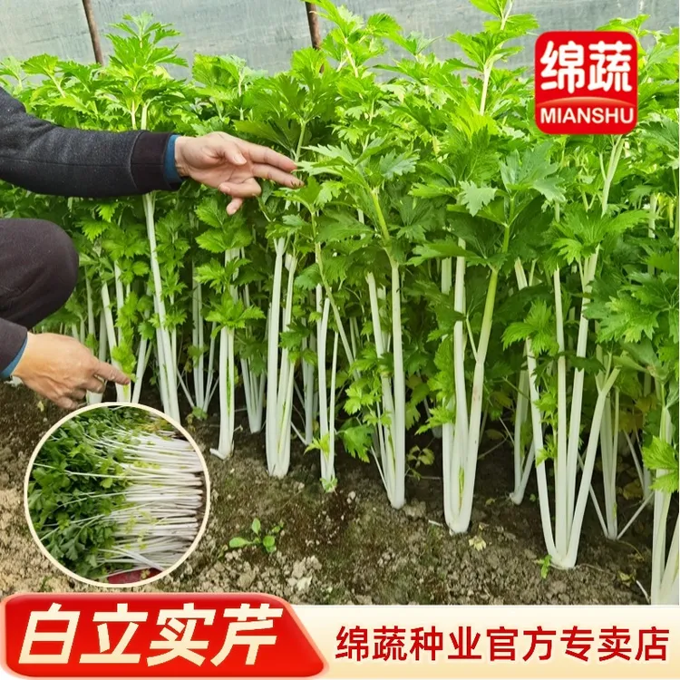 绵蔬【白立实芹】芹菜种子抗病高产种植适应广品质好生长快全国可种