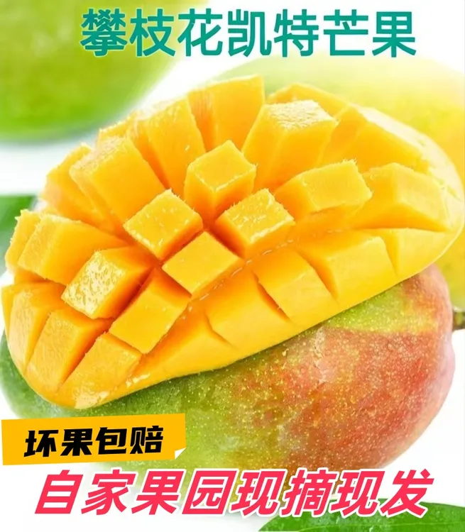 精品凯特芒果新鲜水果采摘优质营养肉厚攀枝花大凯特芒果