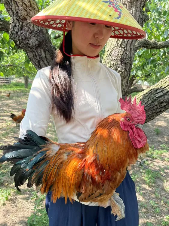 改价链接，一物一拍皖北草鸡生态梨园散养跑地大公鸡现发