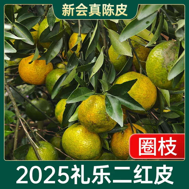 【粤探专属】2025年礼乐【圈枝二红皮】茶枝柑现摘开皮生晒新会陈皮