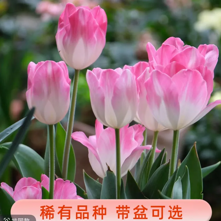 【5度球 室内 郁金香】荷兰进口12+种球王水培土培耐寒开花