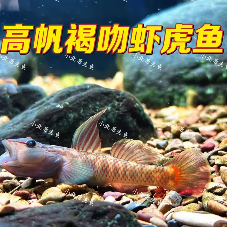 原生鱼虾虎高帆褐吻冷水鱼好养耐活底栖鱼似鮈鱼观赏鱼