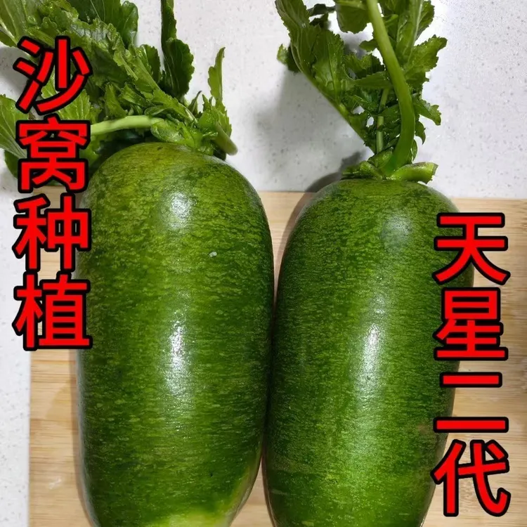 正宗沙窝萝卜 金星 天星萝卜大棚现拔现拔现发青萝卜水果萝卜