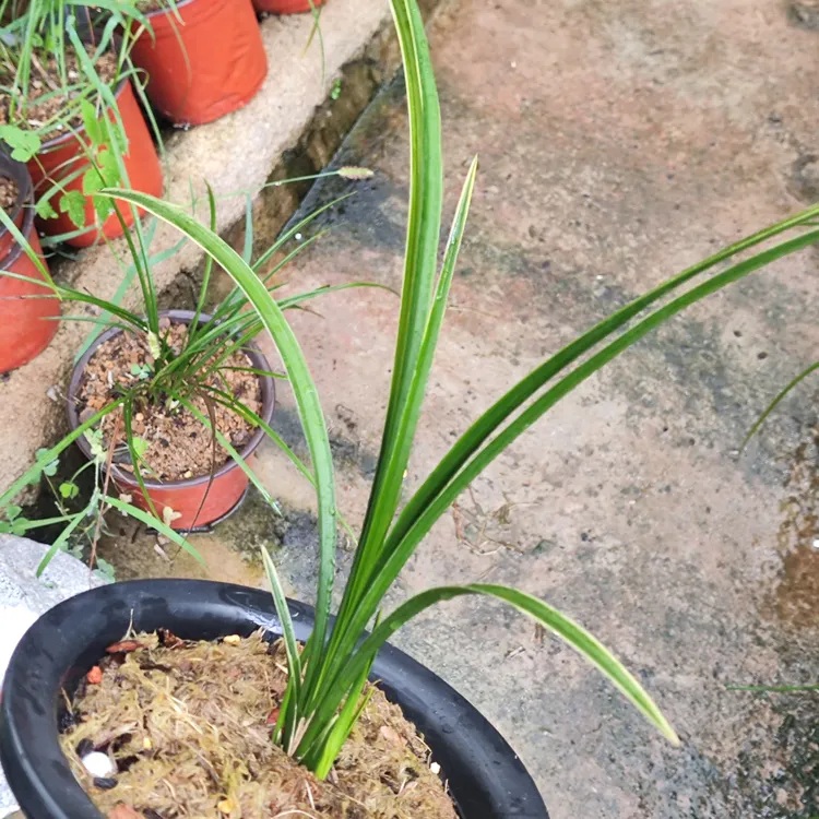 宋春精品国兰小黄车专用绿植园艺花卉兰花
